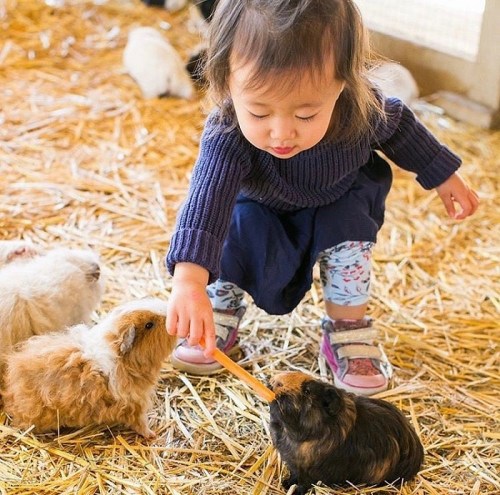 A young child feeding a guinea pig in a straw-filled area, surrounded by other small animals.