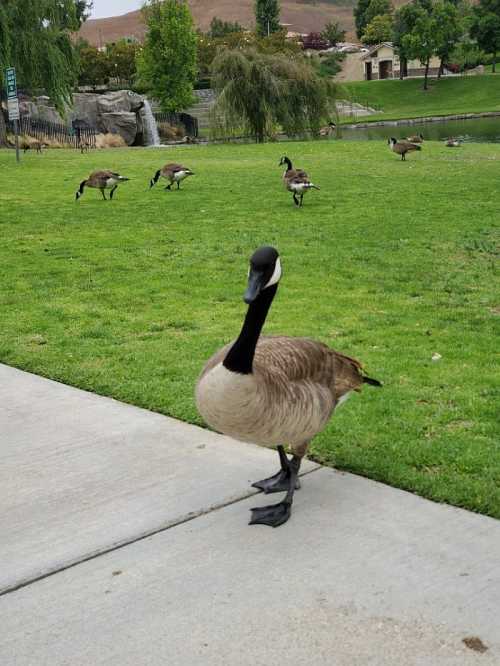 A close-up of a goose on a path, with several other geese in the background on a grassy area near a pond.