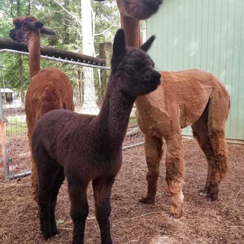 Three alpacas in a pen, one black and two brown, with a green building in the background.