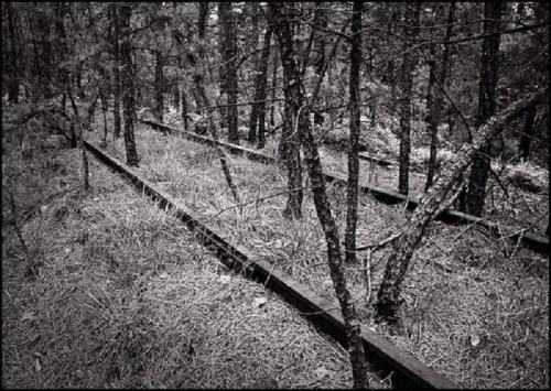 Overgrown railway tracks surrounded by trees and tall grass in a black-and-white forest setting.