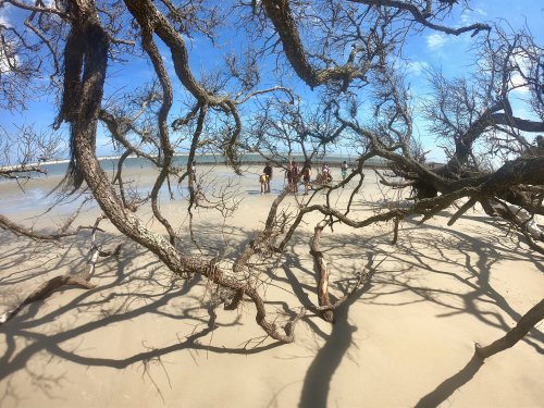 A beach scene framed by twisted tree branches, with a group of people in the distance enjoying the shoreline.