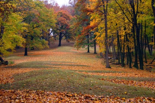 A serene landscape with colorful autumn trees and a carpet of fallen leaves on a grassy path.