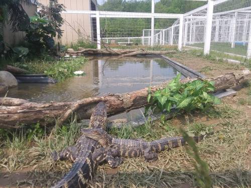 A crocodile rests on the bank near a pond, surrounded by greenery and a fenced enclosure in the background.