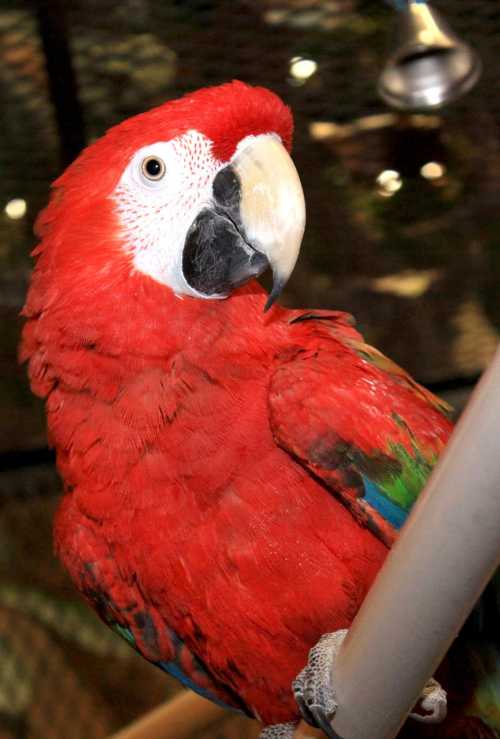 A vibrant red parrot with green and blue accents perched on a branch, looking curiously at the viewer.