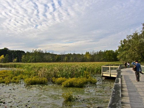 A wooden boardwalk leads through a wetland with tall grasses and a cloudy sky in the background.