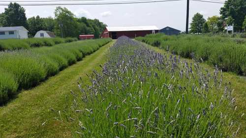 A scenic lavender field with rows of blooming plants, leading to a red barn in the background under a clear sky.
