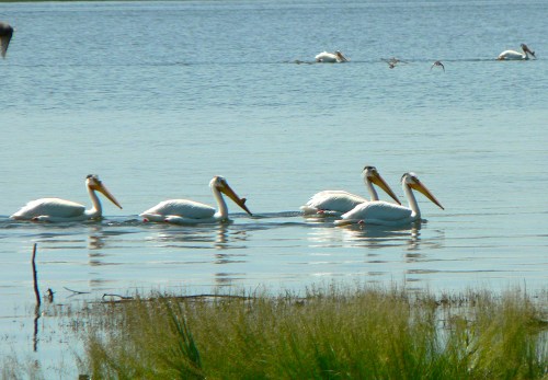 Five pelicans swim in a calm body of water, with a few more in the background and lush grass along the shore.