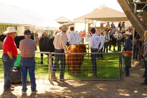 A livestock show with participants and spectators, featuring cattle and people in cowboy hats near a fenced area.