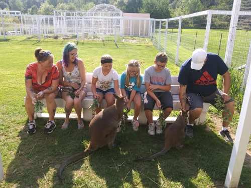 A group of six people sitting on a bench, interacting with two kangaroos in a grassy area.