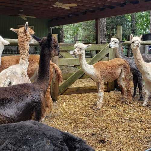 A group of llamas and alpacas standing in a barn with straw on the ground and trees visible outside.