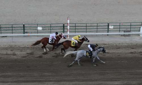 Three racehorses compete on a dirt track, with a gray horse in the lead and jockeys in colorful silks.