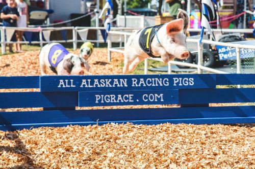 A pig jumps over a hurdle at a racing event, with a sign reading "All Alaskan Racing Pigs" in the foreground.