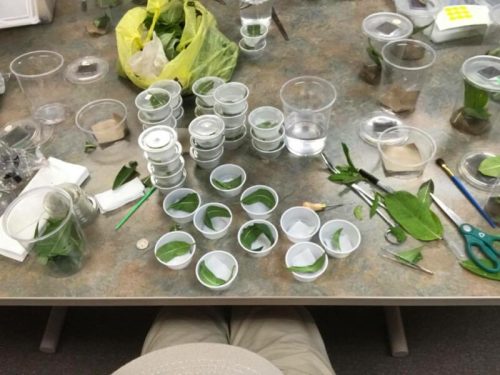 A table covered with clear cups, leaves, and tools, arranged for a plant propagation or research project.