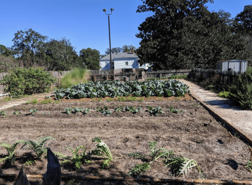 A sunny garden with rows of vegetables, including leafy greens, surrounded by a wooden fence and trees in the background.