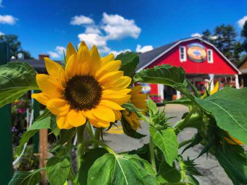 A vibrant sunflower in the foreground with a red barn and blue sky in the background.