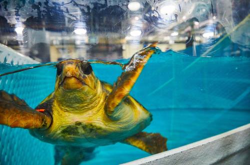 A turtle swimming in clear blue water, partially submerged, with its flippers visible above the surface.