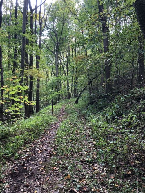 A winding dirt path through a lush green forest, surrounded by tall trees and scattered fallen leaves.