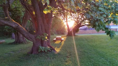 A serene park scene with trees and a picnic table, illuminated by the warm glow of a sunset.