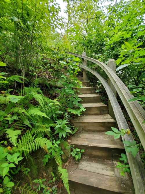 A winding wooden staircase surrounded by lush green foliage and ferns, leading up through a forested area.