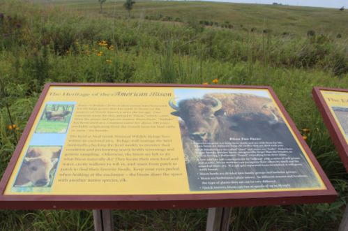 Information sign about the American bison, featuring a close-up image of a bison and surrounding natural landscape.