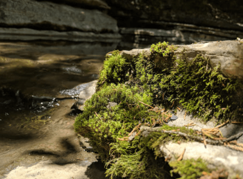 Close-up of moss-covered rock by a serene stream, with soft sunlight filtering through the trees.