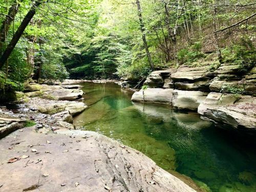 A serene forest scene featuring a clear stream flowing between rocky banks, surrounded by lush green trees.