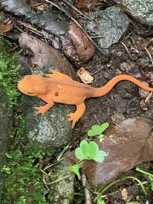 A bright orange salamander on wet rocks, surrounded by green moss and small plants.