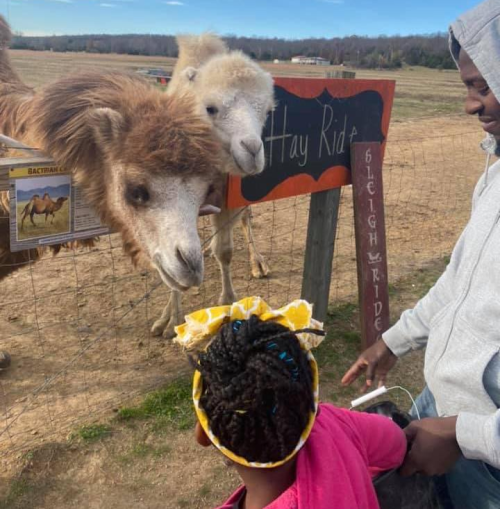 A child with braided hair interacts with two camels near a sign for a hay ride. A man stands beside her.