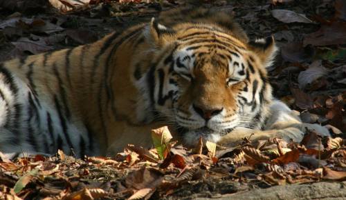 A resting tiger lies on the ground surrounded by fallen leaves, eyes closed and relaxed.