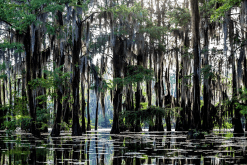 A serene swamp scene with tall cypress trees draped in Spanish moss, reflected in calm water.