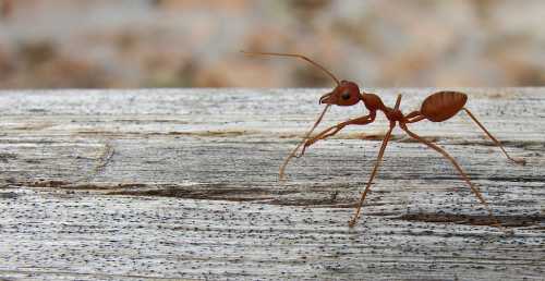 Close-up of a brown ant walking on a wooden surface, showcasing its antennae and legs.