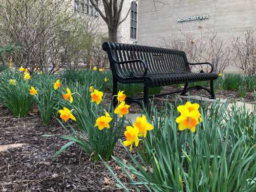 A black bench surrounded by blooming yellow daffodils in a garden near a building labeled "Agriculture."