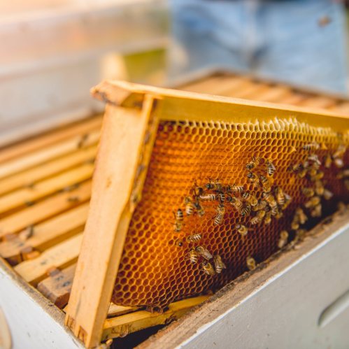 Close-up of a honeycomb frame filled with bees, showcasing their busy activity in a beehive.