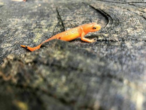 A small orange salamander crawling on a textured wooden surface.