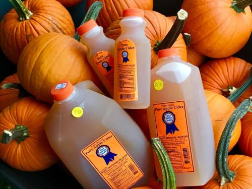 Three bottles of pure apple cider are placed among bright orange pumpkins.