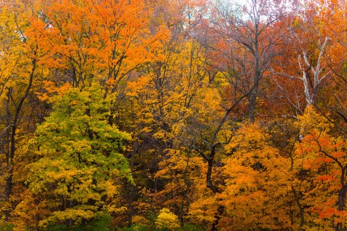 Vibrant autumn foliage with trees in shades of orange, yellow, and green against a clear sky.