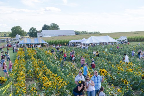 A vibrant sunflower field filled with visitors, tents, and a clear blue sky in the background.