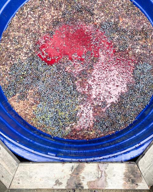 A blue container filled with crushed grapes and juice, showing a mix of dark and light red hues.
