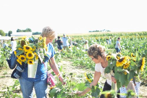 Two women gather sunflowers in a field, surrounded by other people enjoying the sunny day.