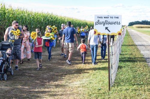 A group of people walking along a path with sunflowers, guided by a sign pointing the way to the sunflowers.