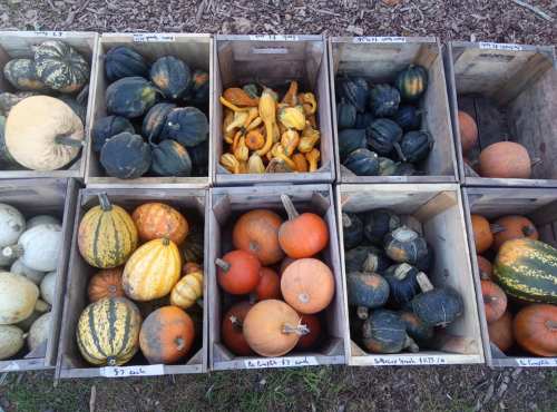 Aerial view of wooden crates filled with various types of pumpkins and squash in different colors and sizes.