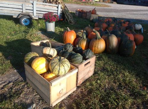 A wooden crate filled with various pumpkins sits on grass, surrounded by more pumpkins and a flower pot in the background.