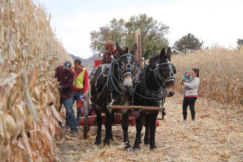 Two horses pull a cart through a cornfield, while people work nearby and a woman holds a child.