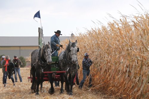 A farmer guides a horse-drawn plow through tall corn stalks, with onlookers observing nearby.