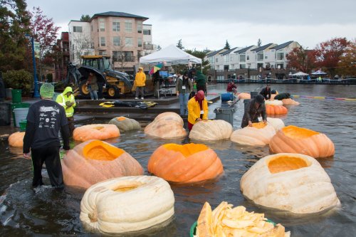 People carving large pumpkins in a lake during a festival, with buildings and equipment in the background.