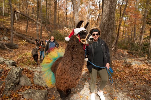 A woman in a Santa hat walks a llama wearing a festive tutu in a colorful autumn forest, with people in the background.