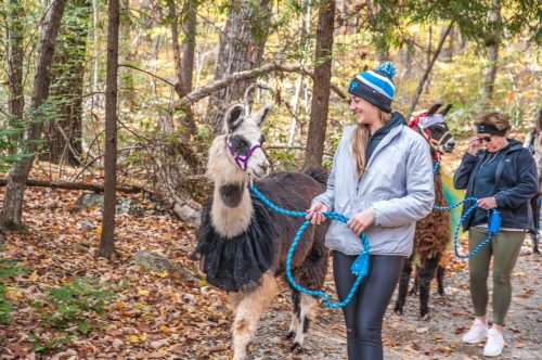 Two women walk llamas on leashes through a forested trail covered in autumn leaves. One llama wears a black skirt.