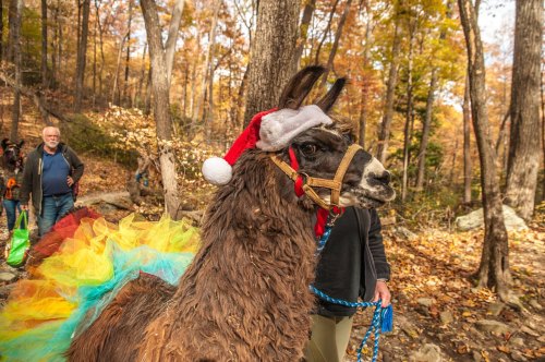 A llama wearing a Santa hat and a colorful tutu stands in a forest during autumn, with people in the background.
