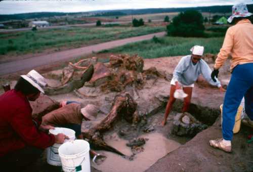 A group of people excavating a site, digging near large tree roots, with buckets and tools, under a cloudy sky.