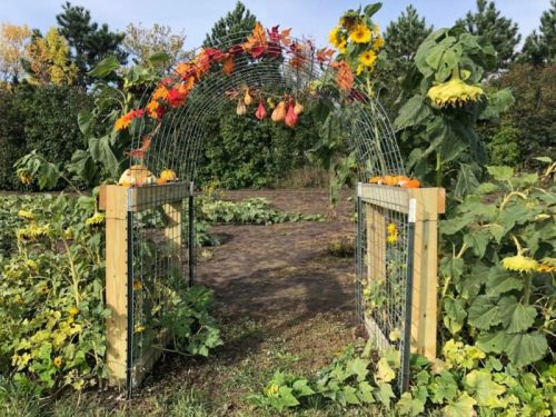 A garden arch adorned with sunflowers and autumn leaves, leading into a lush vegetable patch.